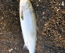 釣り初心者の方必見！どんな事でも親身にお答えします 気軽に聞けない事も、細かく丁寧にお伝えします！ イメージ2