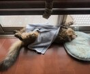 ネコのお話ししませんか？猫トークで盛り上げます 愛ネコYouTuber！猫たちの成長記録や難病克服日記配信 イメージ9