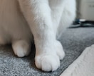 保護猫さんを迎えたい人や猫好きさんに寄り添います にゃん活や猫さんとのほんわか日常のお話しを一緒に語りませんか イメージ9