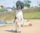 犬【SNS掲載OK】わんちゃんのお写真撮影します 何気ない毎日を、かけがえのないキヲクに。 イメージ5