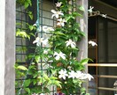 園芸初心者の方に開花するまで丁寧にお教えします 人気のCCR(バラ クレマチス クリスマスローズ)も是非！ イメージ3