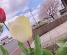 綺麗に風景の写真やお花等の写真撮ります 風景の写真、お花など好きな方！ イメージ5