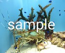 水族館の生き物の画像提供します 背景などに使えそうな5枚を選びました。 イメージ5