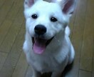 わんちゃんねこちゃんのご相談にのります 獣医師として臨床経験10数年、お気軽にご相談ください(^^) イメージ1