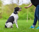 犬のしつけやお困りごとを解決します 犬のお困りごとは、犬の専門家に相談！ イメージ1