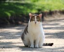 最高な頭の健康と、カラダが好調子になります 毎日すがすがしいメゾッドをコーチ、心とカラダを解毒しませんか イメージ2