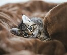 なんとなく話したい方。お話し聞きます ゆるゆる話したい方。楽しい時間を過ごしましょう♪ イメージ4