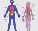 健康は”人間を知る”ことで手に入ります 代替医療の普及活動を行う医療従事者、トレーナーが徹底解説 イメージ1