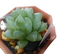 多肉植物のお悩み解決のお手伝いいたします 植物がもっと好きになる、育てるワクワクもお届けします イメージ1