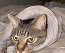 １日１回３０日猫画像をメールアドレスに配信します 猫が好きだけど飼えない人！生活感ある猫画像を毎日！ イメージ4