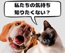 家族のペットの気持ちをお届します ペットがどんな気持ちでいるか知りたくないですか？ イメージ1