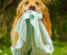 自然な表情を大切に愛犬・ペットを撮影いたします 大切な家族との、今という宝物を写真に。 イメージ3