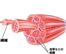 体の機能と構造を教えます 人体の構造や各臓器の理解を深めましょう。 イメージ1