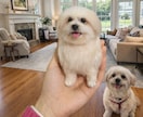 写真から作るオーダーメイド羊毛フェルトペットます 提供内容：彫刻犬猫そっくりぬいぐるみ イメージ9
