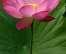 先祖代々のカルマ解除を行います 先祖から引き継いだカルマ（遺伝）を解除 イメージ1