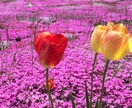あなただけの旅を演出します Japan Travel Planner イメージ9