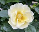 期間限定、質問5つ、鑑定いたします 今あなたに必要なメッセージをお伝えします。 イメージ1