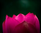 あなたの写真の美しさを引き出す編集承ります ご要望に合わせた写真の編集で、思い出に特別な輝きを与えます イメージ4