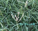 芝生のお悩み聞きます 野芝、コウライ芝、ティフトン、セントオーガスチンなどのご相談 イメージ10