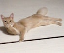 無責任にワンオラクルで占います すばやいおとどけ白猫タロット急便 イメージ1