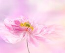 恋愛探見タロット占い★【相性】★霊感霊視で占います ★相性★彼の気持ち★複雑恋愛★不倫浮気★恋愛相性★霊感占い★ イメージ7