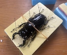 思い出の昆虫標本製作します 思い出の個体など形に残しませんか イメージ3