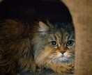 うちの子が1番✨あなたの愛猫の自慢話をお聞きします 誰より猫に癒されたい僕が、とことん猫トークにお付き合いします イメージ5