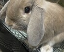 誰かと話したいとき！！ゆるーくでも歓迎します 私とお話ししてホッと一息つきませんか？ イメージ2