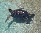 私がよみとったお相手のお気持ちをお伝えします 片想いで悩んでいる方へカードを通してメッセージを送ります イメージ1