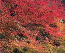 恋愛占い【彼の本音】本当の気持ちを霊視いたします 片思い中のあの人は運命の人？恋愛成就/復縁の未来へ向けて イメージ2
