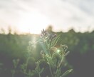 魂解放リーディング＊前世を紐解き運命を開きます 神威秘儀で魂の重荷を手放し、本当の自分へ還る前世リーディング イメージ10
