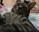 猫の飼い方がよくわからない貴方の助けに イメージ2