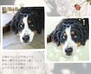きらめく瞳のペット似顔絵｜キャンバス印刷できます 写真が暗くても丁寧に調整します／犬猫小動物OK／ギフトにも♪ イメージ3