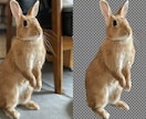 猫や犬などの画像をふわふわのまま透過加工します ペットの写真を透過し合成やオリジナルグッズに利用できます イメージ6