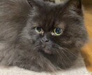 動物病院での病気解説したします 大切な我が子の診断用語がわからない方、解説させていただきます イメージ1