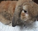 どんなジャンルの悩み相談でも承ります 誰にも言えない悩み。私にどうか吐き出してください。 イメージ1
