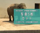動物園の写真　【先着5名】　5→10枚提供します 商用利用OK！掲載写真全て、各種画像・動画に使えます！ イメージ1