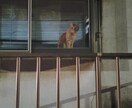 ネコの画像売ります ネコの日常の断片覗けます♪ネコ好きさんは是非♪ イメージ1