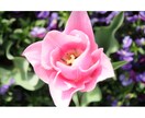 美しいお花の写真をお届けします ほっこり癒される空間づくりにおすすめ イメージ1