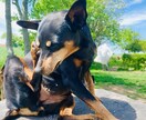 愛犬を海外に送るための書類代行をします お手頃な価格で愛犬の海外移動の手続きを行います。 イメージ1