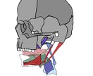 医学的知識に基づき様々な解剖学イラストを描きます テキスト・教本納品実績あり！商用OK！ イメージ4