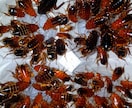 餌代を浮かそう！ 餌用ゴキブリの繁殖方法を教えます デュビア、レッドローチ、マダゴキの繁殖方法について。 イメージ2