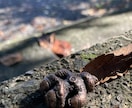 生年月日不要✨霊感・霊視鑑定いたします ✨自分らしく生きるためのカウンセリング✨ イメージ3