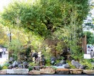 植木管理・剪定・病害虫駆除 造園関係ご相談受けます 会社設立50年の経験を活かしてアドバイスさせて頂きます! イメージ1
