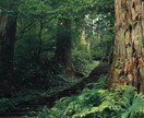 高位精霊との霊視で、二人の魂を愛ある未来へ導きます 【先の光が見えず不安な方へ】未来は変えれる。※初回限定価格 イメージ4