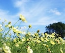 生きるって大変だよね。大丈夫。優しく受け止めます HSP、繊細さんなあなたに共感します。否定は一切なし.｡*☆ イメージ9