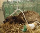 獣医師★珍しいペットの健康・お悩み相談お受けします 犬猫以外の珍しい動物の専門医に気軽にお悩み相談出来る窓口です イメージ4