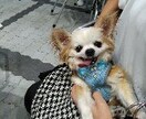 ペットのお話を聞かせて頂いてます うわさ話や自慢話など、気軽にお話下さい。 イメージ4