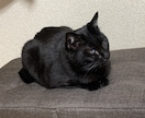 男性向け猫ヨガ教えます 猫のごとく心を整える、のんびりとしたヨガレッスン。 イメージ1