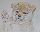 フリーハンドの色鉛筆画中心で線画のみも対応できます 写真模写いたします。あなたのペットが画になる！ イメージ1